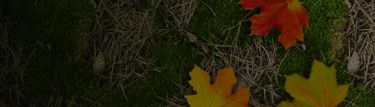 Advanced Global Illumination