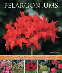 Pelargoniums