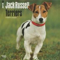 Jack Russell Terriers 2014 Wall Calendar