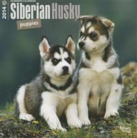 Siberian Husky Puppies 2014 Wall Calendar