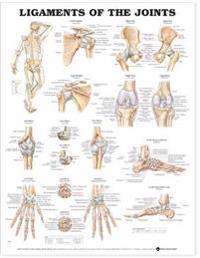 Ligaments Of The Joints Chart