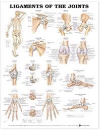 Ligaments Of The Joints Chart