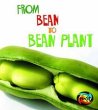 From Bean to Bean Plant