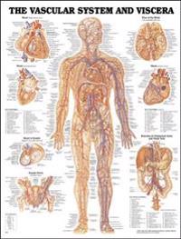 Vascular System and Viscera Anatomical Chart