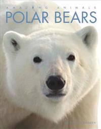 Polar Bears