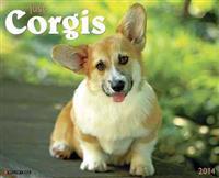 Corona SDK Application Design