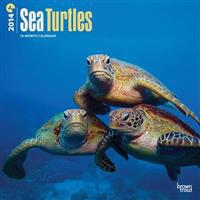 Sea Turtles Calendar