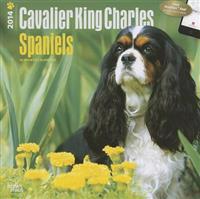 Cavalier King Charles Spaniels 2014 Wall Calendar