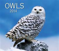 Owls 2014 Calendar