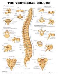 Vertebral Column Chart