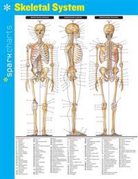 Skeletal System Sparkcharts