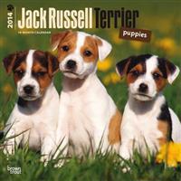 Jack Russell Terrier Puppies 2014 Wall Calendar