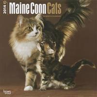 Maine Coon Cats 2014 Wall Calendar