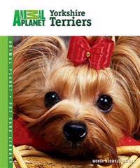 Yorkshire Terriers