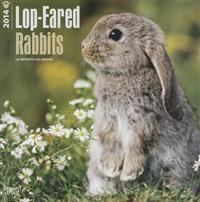 Lop-eared Rabbits 2014 Wall Calendar