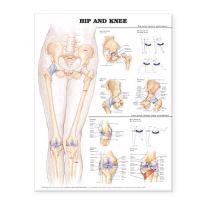 Hip And Knee