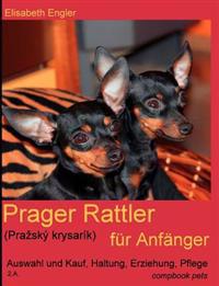 Prager Rattler (Pra Sk Krysar K) Fur Anf Nger
