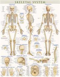 Skeletal System-Laminated