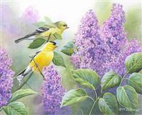 Goldfinches and Lilacs Boxed Note Cards