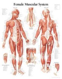 Female Muscular System