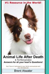Animal Life After Death & Pet Reincarnation: Answers for All Your Heart's Questions!