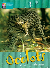 PYP L10 Ocelots 6 Pack