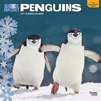 Animal Planet Penguins Calendar