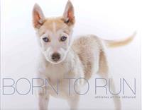 Born to Run - Athletes of the Iditarod