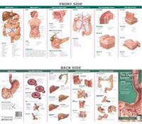 Anatomy & Disorders of the Digestive System Study Guide