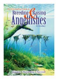 Breeding & Raising Angelfishes