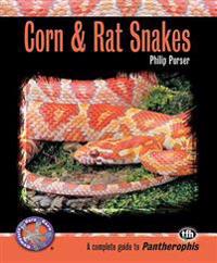 Corn and Rat Snakes