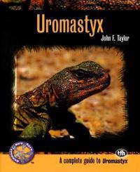 Uromastyx