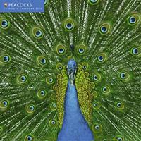 Peacocks Calendar 2013