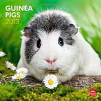 Guinea Pigs 2013 Calendar