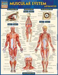 Muscular System Advanced