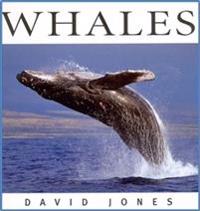 Whales