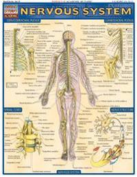Nervous System Laminate Reference Chart