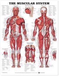 The Muscular System 3d Raised Relief Chart