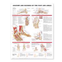 Anatomy And Injuries Of The Foot And Ankle