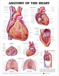 Anatomy Of The Heart Chart
