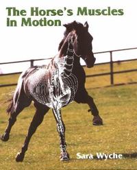 The Horses Muscles in Motion