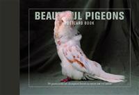 Beautiful Pigeons Postcard Book