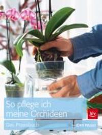 So pflege ich meine Orchideen