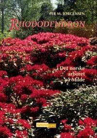 Rhododendron; i det norske arboret på Milde