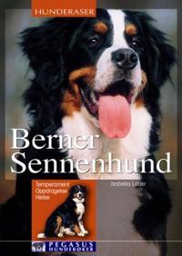 Berner sennenhund; temperament, oppdragelse, helse