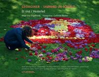 Georginer - skønhed og forfald