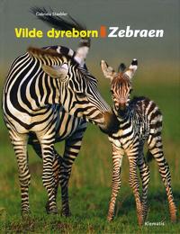 Zebraer