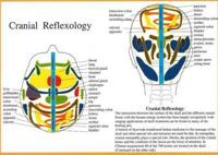 Cranial Reflexology
