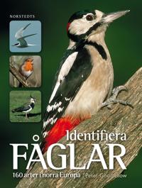Identifiera fåglar : 160 arter i norra Europa