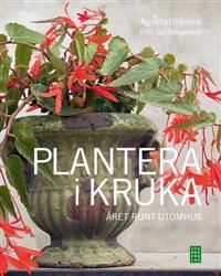 Plantera i kruka